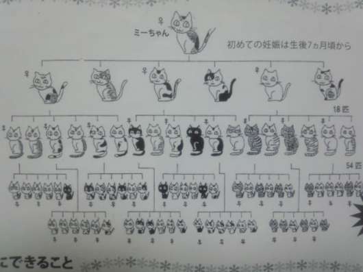 2012.11.11　ねこ算って知ってますか？