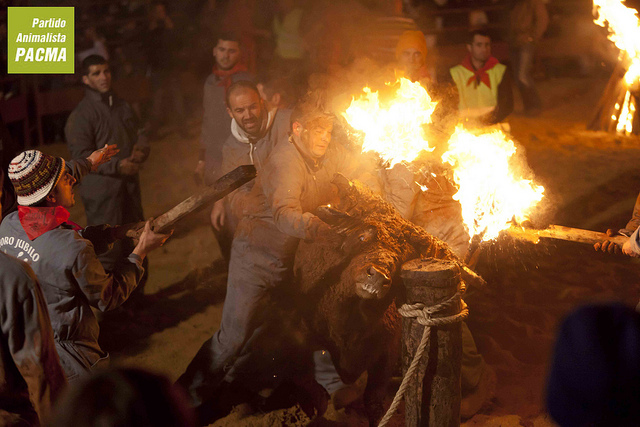 2012.11.2★スペインで、まもなく生きた牛に火をつけて燃やす祭りが行われます。署名 