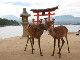 2012.8.20　広島　宮島のシカ問題について