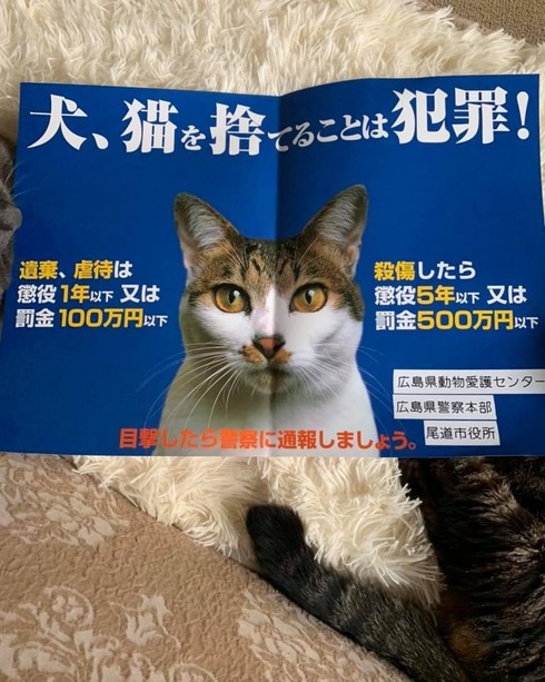 猫顔ポスター　普及活動中🐾