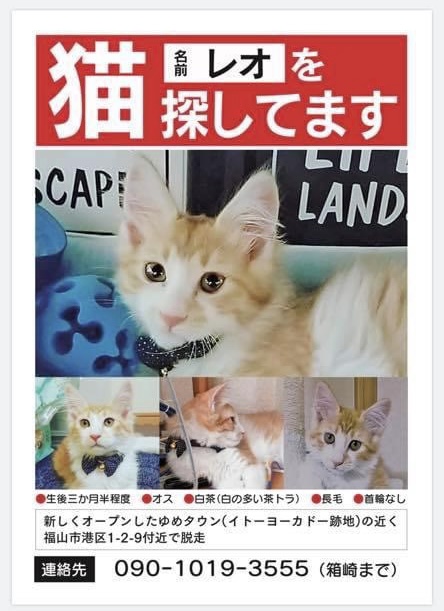 緊急！猫探し～福山