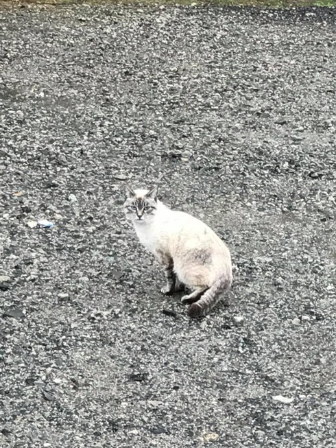 地域猫活動～因島重井